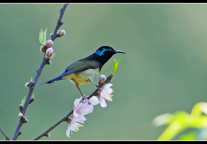 ��β̫����