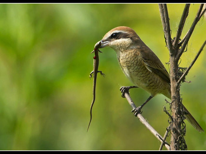 ��β����