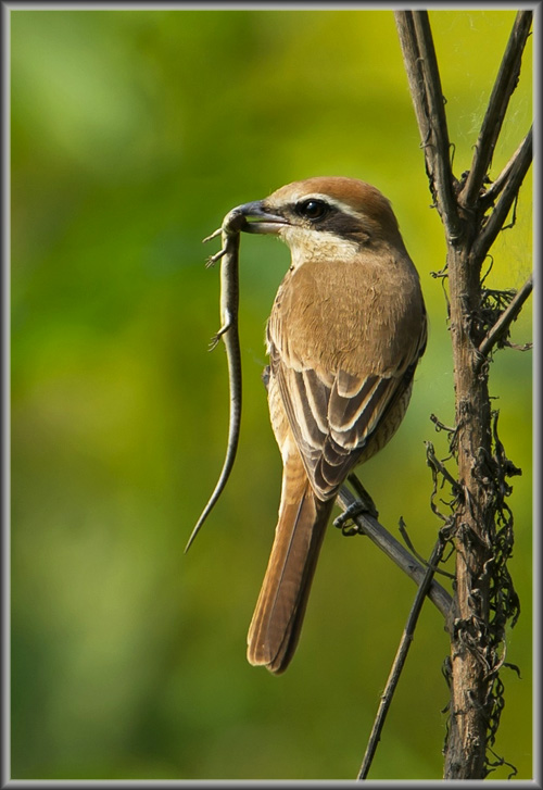 ��β����1