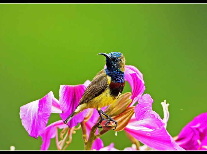 �Ƹ�������