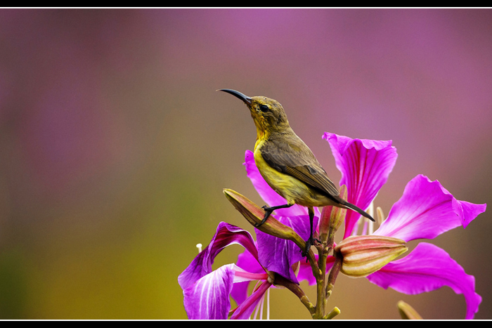 �Ƹ�������1