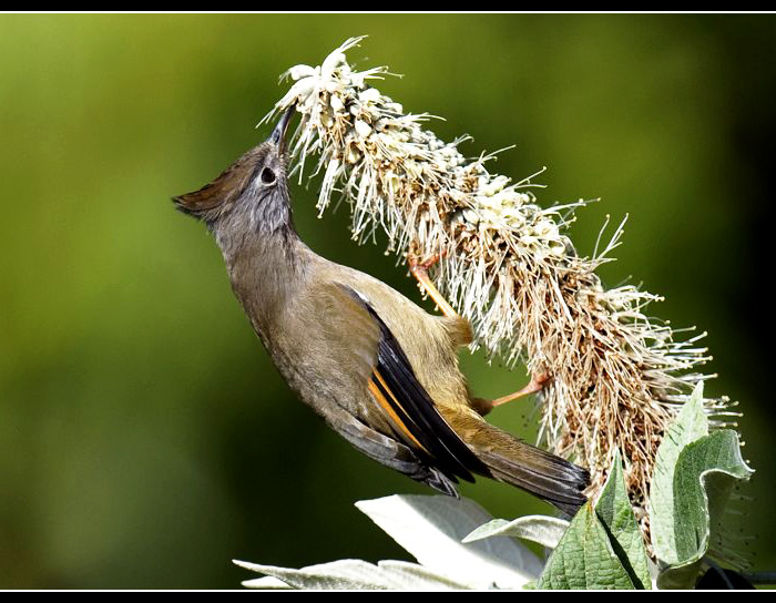 �ƺ�����