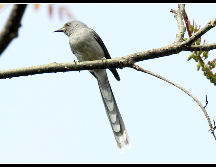 ��β����