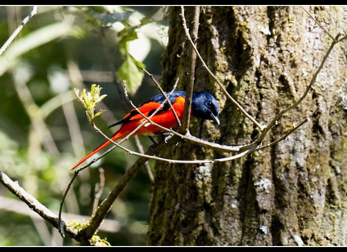 ���ɽ����