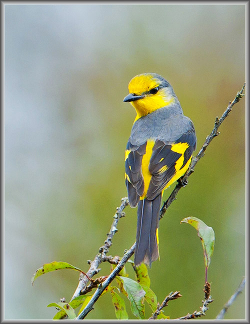 ���ɽ����2