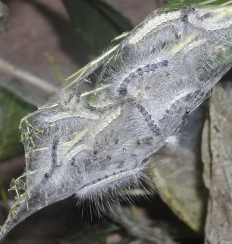 ������Ļ1